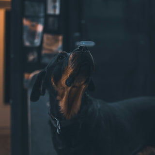 Whisker Fatigue in Dogs: The Overlooked Sensory Stress That Could Be Affecting Your Pup