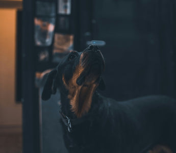 Whisker Fatigue in Dogs: The Overlooked Sensory Stress That Could Be Affecting Your Pup