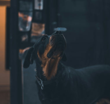 Whisker Fatigue in Dogs: The Overlooked Sensory Stress That Could Be Affecting Your Pup