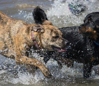 Paw-Licking Patterns: What Your Dog’s Foot Fixation Reveals About Irritation, Anxiety, and Overall Wellness
