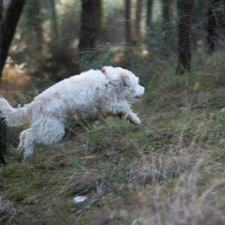 Nose-to-Floor Fixation: What Your Dog’s Obsessive Ground Sniffing Reveals About Neurological Health and Emotional Curiosity