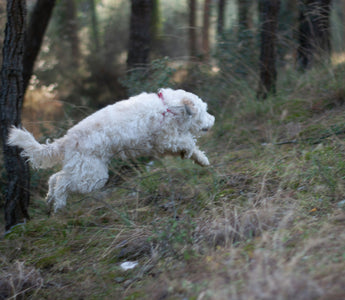 Nose-to-Floor Fixation: What Your Dog’s Obsessive Ground Sniffing Reveals About Neurological Health and Emotional Curiosity