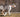 The Couch Cling and Corridor Peek: What Your Dog’s Doorway Dwelling Reveals About Joint Hesitation and Emotional Attachment
