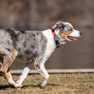 The Couch Cling and Corridor Peek: What Your Dog’s Doorway Dwelling Reveals About Joint Hesitation and Emotional Attachment