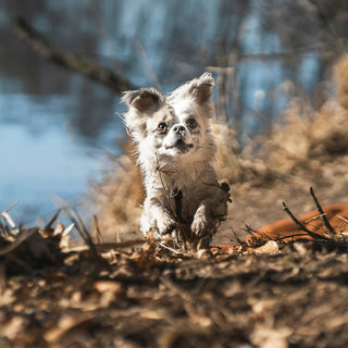 Sniff and Shift: What Sudden Scent Avoidance Reveals About Your Dog’s Nasal Health and Emotional Boundaries