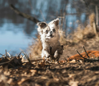 Sniff and Shift: What Sudden Scent Avoidance Reveals About Your Dog’s Nasal Health and Emotional Boundaries