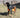 Belly Flops & Back Rolls: What Your Dog’s Playtime Acrobatics Reveal About Joint Health, Confidence, and Emotional Release