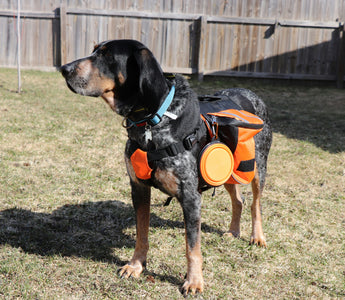 Belly Flops & Back Rolls: What Your Dog’s Playtime Acrobatics Reveal About Joint Health, Confidence, and Emotional Release