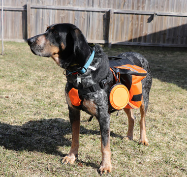 Belly Flops & Back Rolls: What Your Dog’s Playtime Acrobatics Reveal About Joint Health, Confidence, and Emotional Release