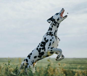 Tail-Chasing Truths: What Your Dog’s Spinning Behavior Reveals About Neurological Health, Play Instincts, and Emotional Balance
