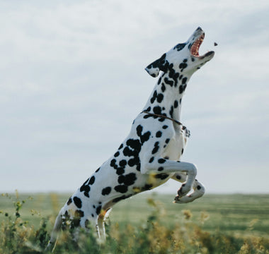 Tail-Chasing Truths: What Your Dog’s Spinning Behavior Reveals About Neurological Health, Play Instincts, and Emotional Balance
