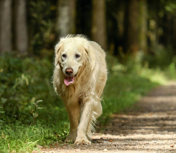 Dizzy Dogs & Wobbly Walks: What Your Pup’s Balance Says About Inner Ear Health, Mobility Confidence, and Hidden Vertigo Clues