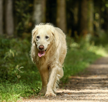 Dizzy Dogs & Wobbly Walks: What Your Pup’s Balance Says About Inner Ear Health, Mobility Confidence, and Hidden Vertigo Clues