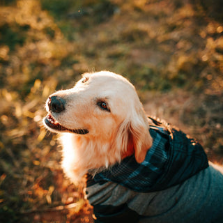 Decode the Zoomies: What Your Dog's Sudden Bursts of Energy Reveal About Their Health