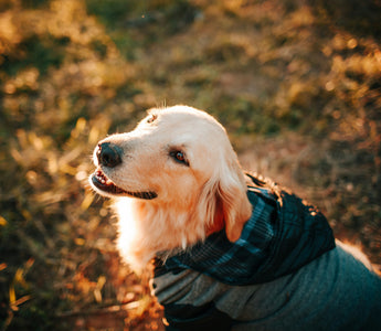Decode the Zoomies: What Your Dog's Sudden Bursts of Energy Reveal About Their Health