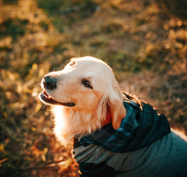 Decode the Zoomies: What Your Dog's Sudden Bursts of Energy Reveal About Their Health
