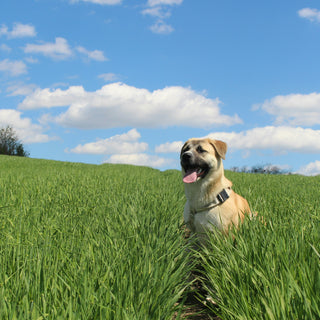 The Tail Tuck Test: What Your Dog’s Rear Retreat Reveals About Spinal Health, Fear Signals, and Emotional Stress