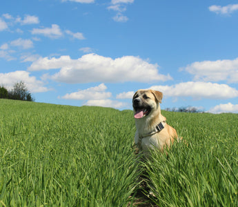 The Tail Tuck Test: What Your Dog’s Rear Retreat Reveals About Spinal Health, Fear Signals, and Emotional Stress