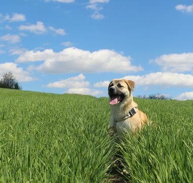 The Tail Tuck Test: What Your Dog’s Rear Retreat Reveals About Spinal Health, Fear Signals, and Emotional Stress