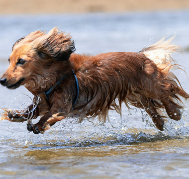 The Sidewalk Swerve: What Your Dog’s Sudden Walk Detours Reveal About Paw Sensitivity, Nerve Awareness, and Emotional Mapping