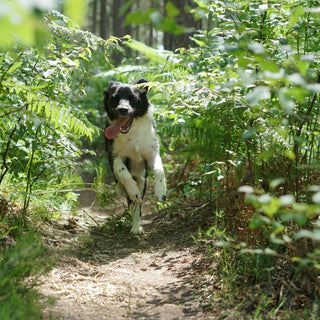 How Paw Pressure Points Reveal Your Dog’s Hidden Aches, Moods, and Mobility Issues