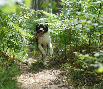 How Paw Pressure Points Reveal Your Dog’s Hidden Aches, Moods, and Mobility Issues