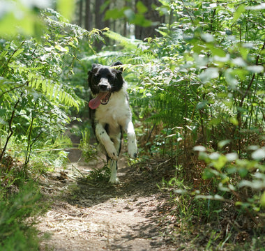 How Paw Pressure Points Reveal Your Dog’s Hidden Aches, Moods, and Mobility Issues