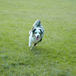 Ears Up, Eyes Wide: What Your Dog’s Reaction to Motion Reveals About Vision Health, Alertness, and Brain-Body Sync