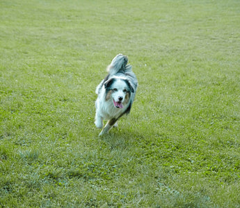 Ears Up, Eyes Wide: What Your Dog’s Reaction to Motion Reveals About Vision Health, Alertness, and Brain-Body Sync