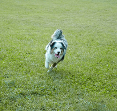 Ears Up, Eyes Wide: What Your Dog’s Reaction to Motion Reveals About Vision Health, Alertness, and Brain-Body Sync