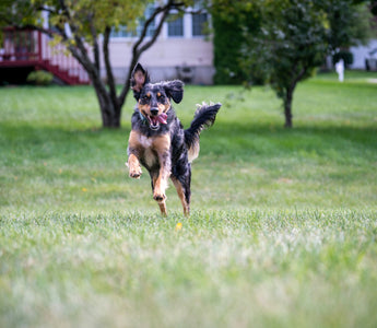 The Backtrack Blues: What Reluctant Walking Reveals About Your Dog’s Spine Health and Emotional Resilience