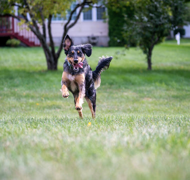 The Backtrack Blues: What Reluctant Walking Reveals About Your Dog’s Spine Health and Emotional Resilience