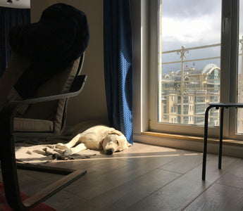 Behind the Yawn: What Your Dog’s Yawning Habits Reveal About Their Stress, Sleep, and Social Signals