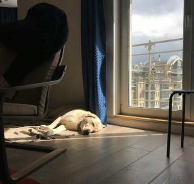 Behind the Yawn: What Your Dog’s Yawning Habits Reveal About Their Stress, Sleep, and Social Signals
