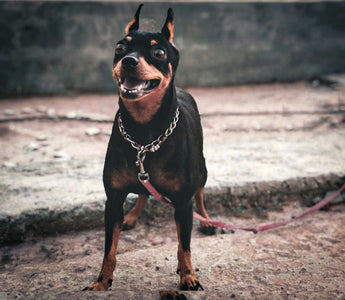 Under Pressure: What Your Dog’s Bathroom Habits Reveal About Bladder Health and Stress Levels