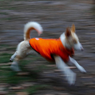 Paw Pokes & Pillow Picks: What Your Dog’s Bedtime Rituals Reveal About Joint Health, Sleep Prep, and Emotional Nesting