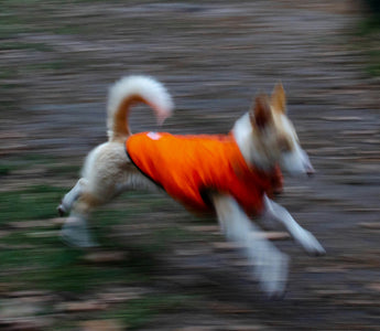 Paw Pokes & Pillow Picks: What Your Dog’s Bedtime Rituals Reveal About Joint Health, Sleep Prep, and Emotional Nesting