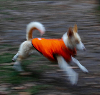 Paw Pokes & Pillow Picks: What Your Dog’s Bedtime Rituals Reveal About Joint Health, Sleep Prep, and Emotional Nesting