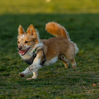 Tummy Tucks & Tail Twitches: How Your Dog’s Stretching Rituals Reveal Spinal Health, Digestive Comfort, and Emotional Release