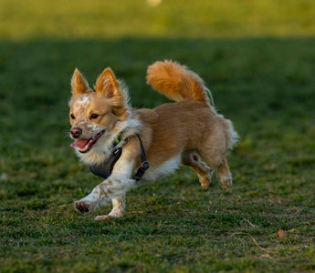 Tummy Tucks & Tail Twitches: How Your Dog’s Stretching Rituals Reveal Spinal Health, Digestive Comfort, and Emotional Release