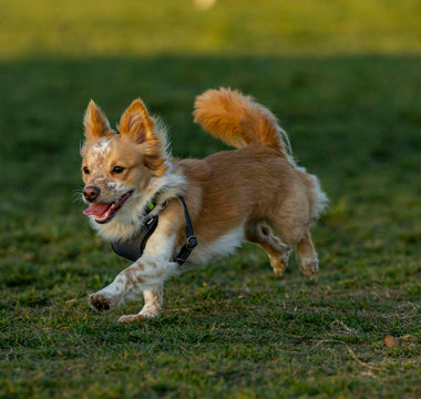 Tummy Tucks & Tail Twitches: How Your Dog’s Stretching Rituals Reveal Spinal Health, Digestive Comfort, and Emotional Release