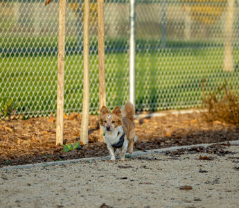 Paw Prints & Pressure Shifts: How Your Dog’s Stance During Vet Visits Reveals Pain Points, Emotional Readiness, and Trust Thresholds