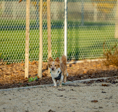 Paw Prints & Pressure Shifts: How Your Dog’s Stance During Vet Visits Reveals Pain Points, Emotional Readiness, and Trust Thresholds