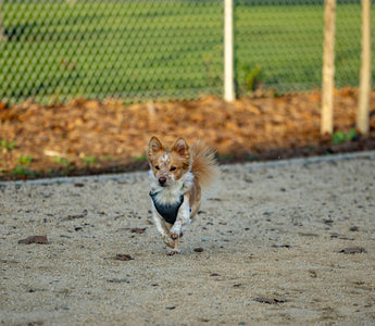 Ear to the Ground: How Your Dog’s Dig-and-Listen Behavior Reveals Emotional Needs, Instincts, and Sensory Health