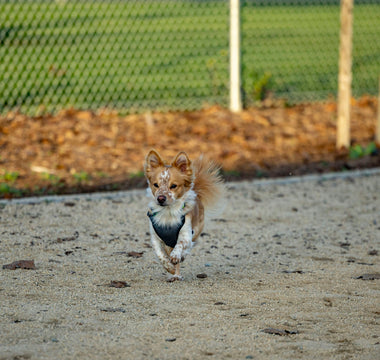Ear to the Ground: How Your Dog’s Dig-and-Listen Behavior Reveals Emotional Needs, Instincts, and Sensory Health