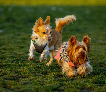 Skin in the Game: What Your Dog’s Itching, Shedding, and Coat Changes Reveal About Their Health