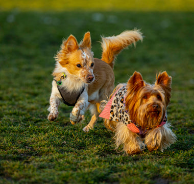 Skin in the Game: What Your Dog’s Itching, Shedding, and Coat Changes Reveal About Their Health