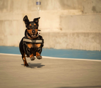 Rain Walk Resistance: What Your Dog’s Weather Reactions Reveal About Joint Sensitivity, Thermal Comfort, and Emotional Adaptation