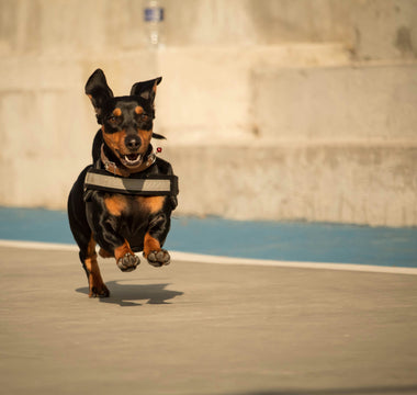 Rain Walk Resistance: What Your Dog’s Weather Reactions Reveal About Joint Sensitivity, Thermal Comfort, and Emotional Adaptation