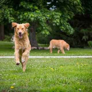 Teeth Grinding & Jaw Jitters: What Your Dog’s Nighttime Noises Reveal About Stress, Pain, and Dental Distress